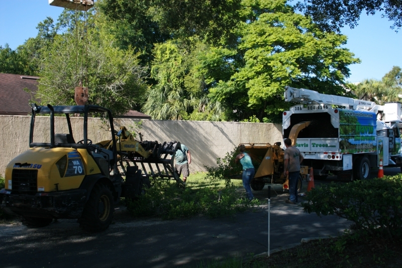 Tree Job - July 5th 2016 048