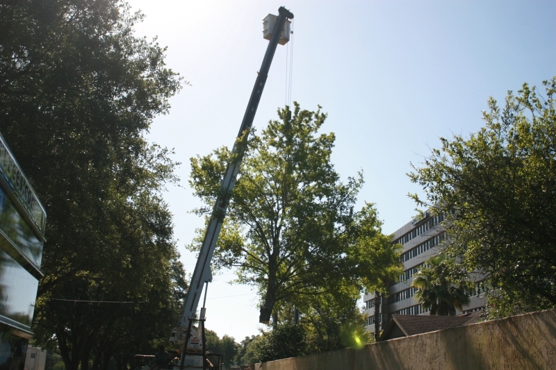 Tree Job - July 5th 2016 085