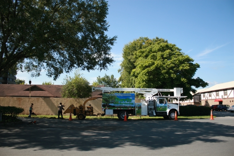 Tree Job - July 5th 2016 114