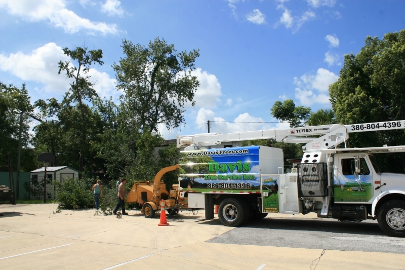 Tree Job - July 5th 2016 185