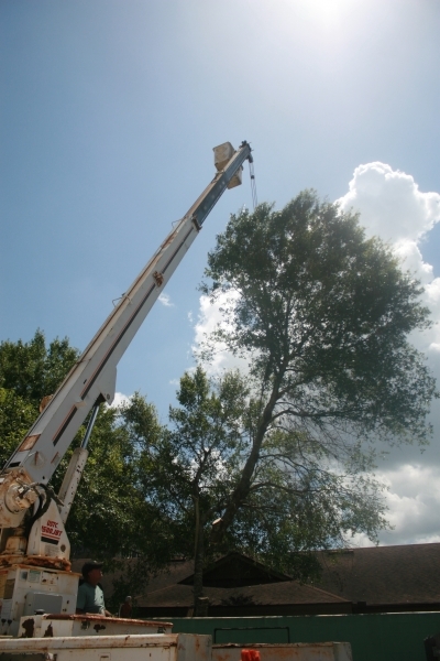 Tree Job - July 5th 2016 333