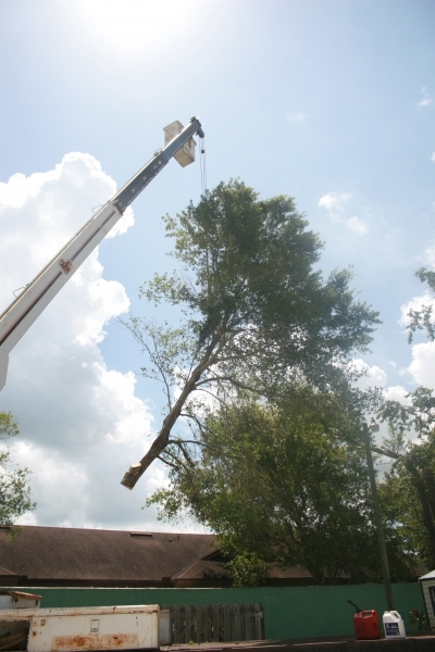 Tree Job - July 5th 2016 335