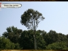 davis-tree-tn-077-wood