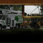 Background – Davis Tree – with img