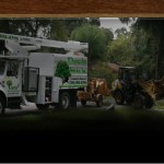 background – Davis tree