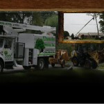 background – Davis tree img