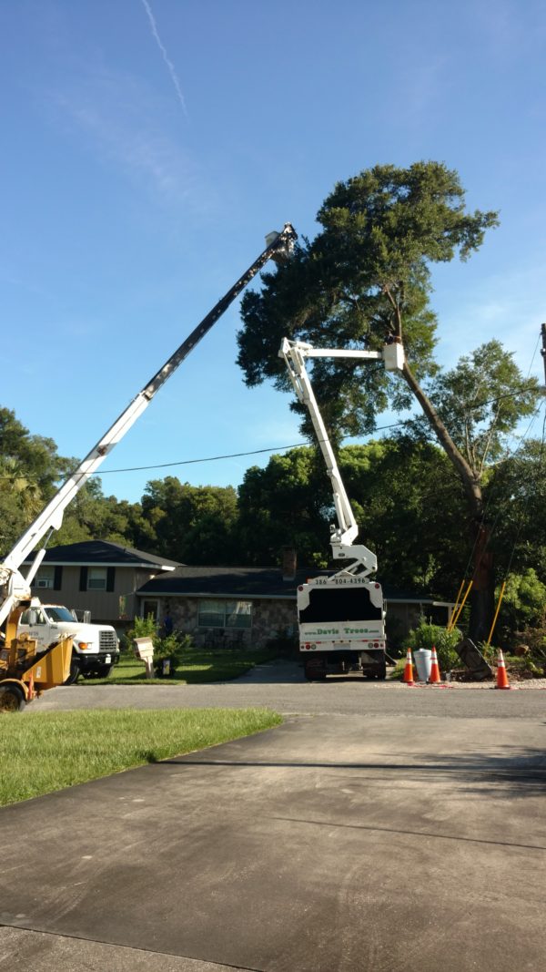 Video’s Davis Tree Service