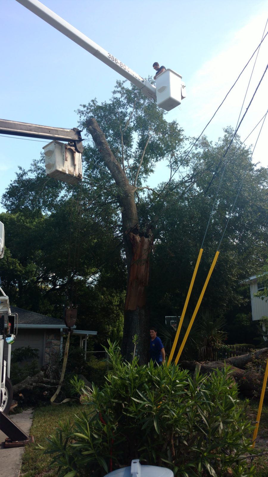 Video’s Davis Tree Service