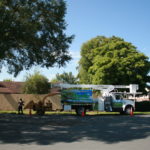 Tree Job – July 5th 2016 114