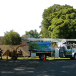 Tree Job – July 5th 2016 114