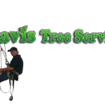 cropped-background-JOhn-Davis-TRee.png